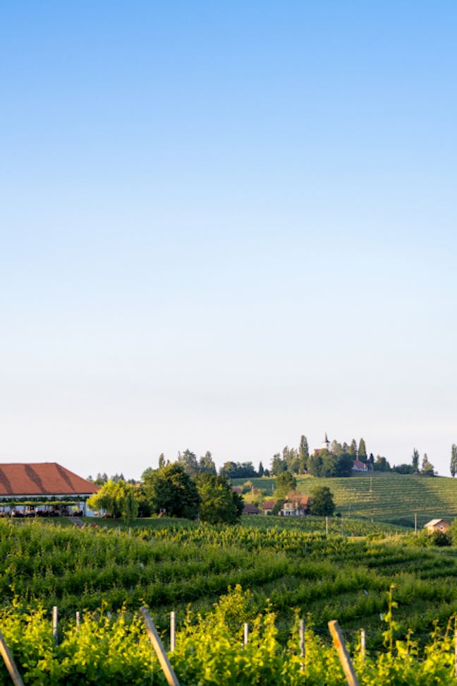 Vinorodna